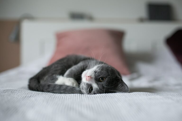 chat allongé sur le lit