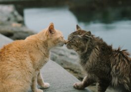 Chats bisous