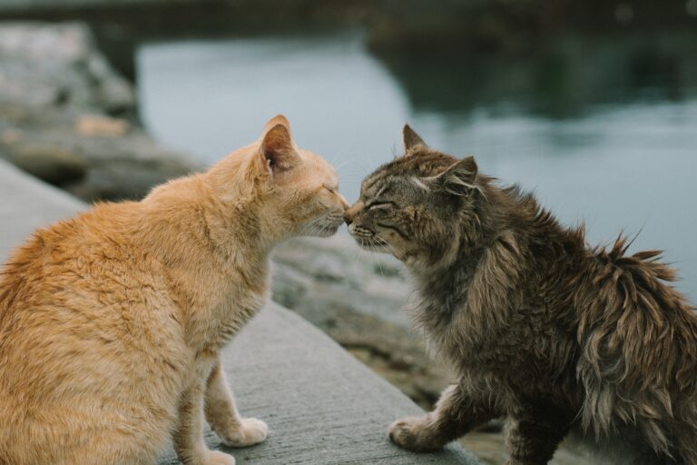 Chats bisous