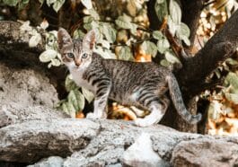 chat sur un arbre