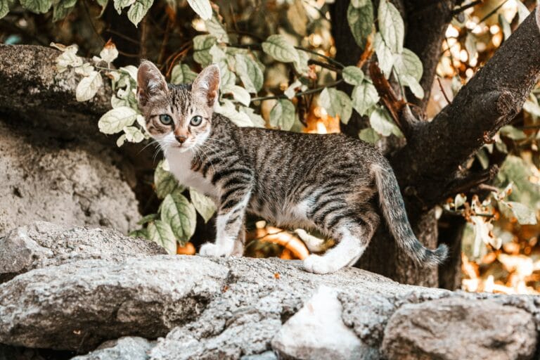 chat sur un arbre