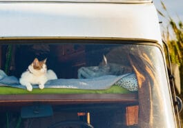 chat couché van
