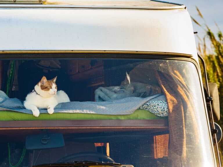 chat couché van