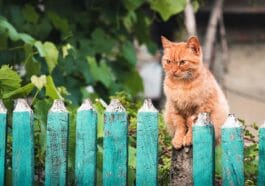 Chat dehors barrière