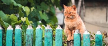 Chat dehors barrière