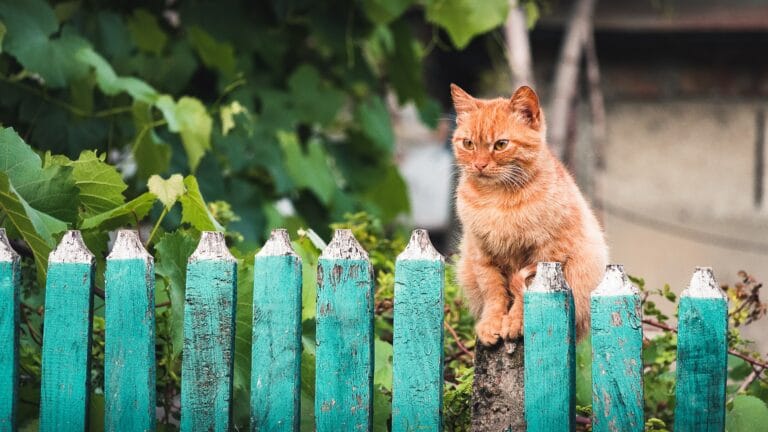 Chat dehors barrière