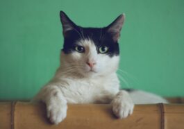 Chat noir et blanc