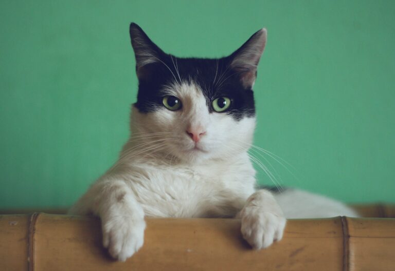 Chat noir et blanc
