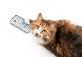 chat application téléphone gps