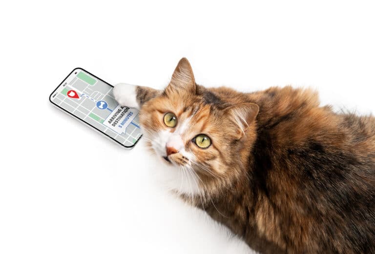 chat application téléphone gps