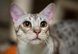 Chat Ocicat