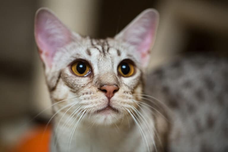 Chat Ocicat
