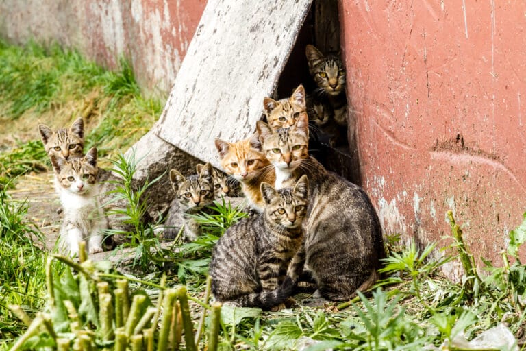 Chatons sauvages