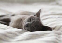 chat dort