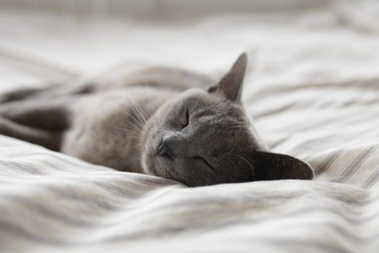 chat dort