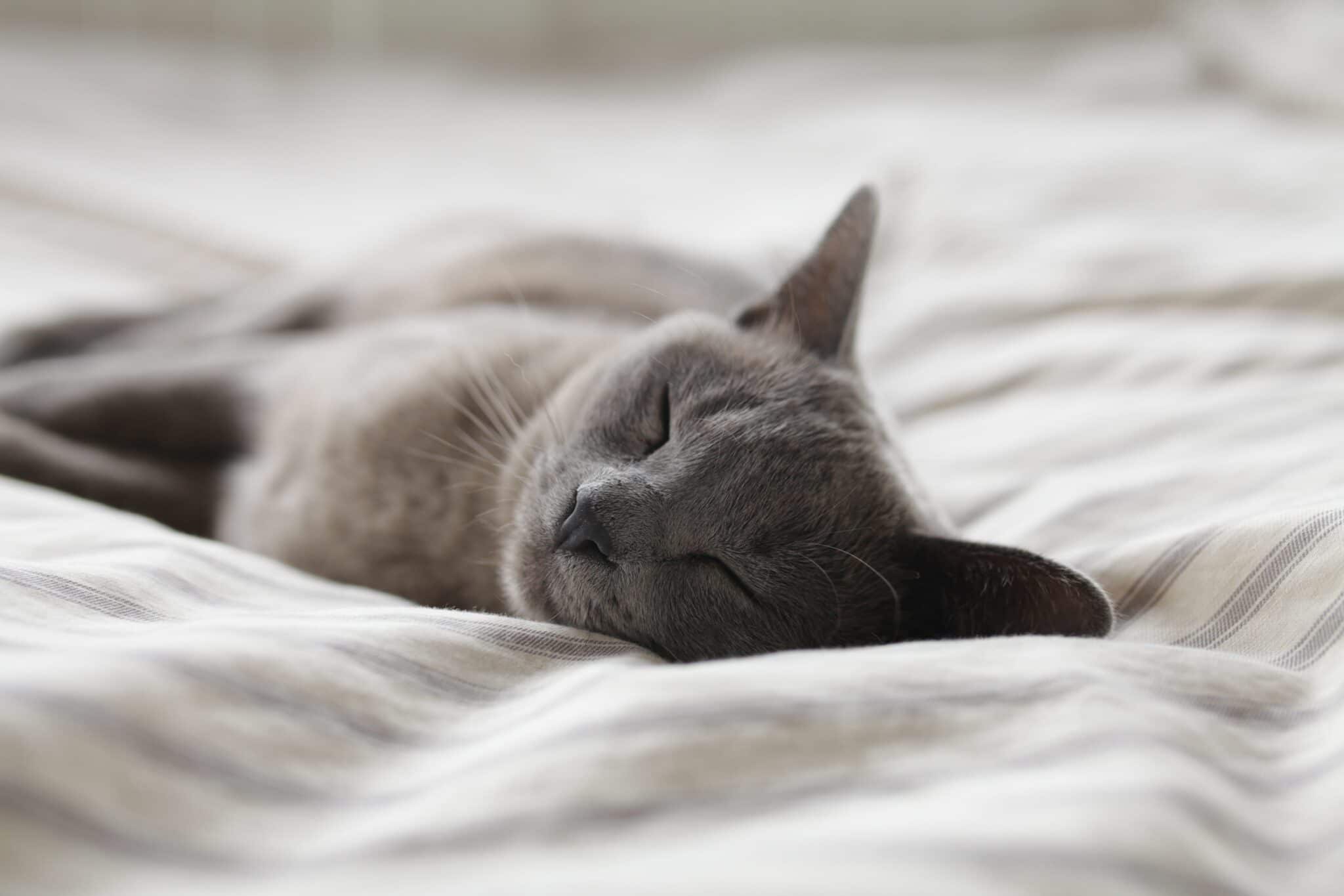 chat dort