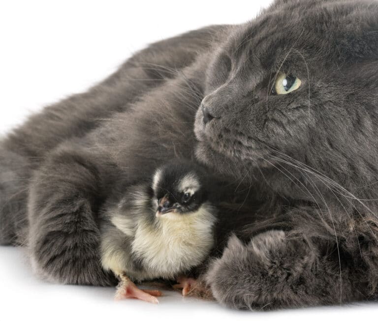 Chat et poussin