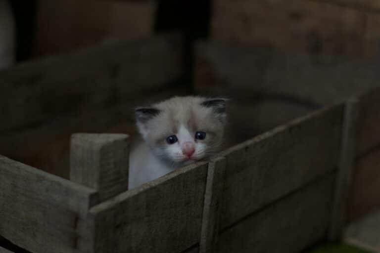 Chaton triste dans une caisse