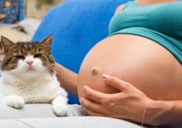 Chat et femme enceinte