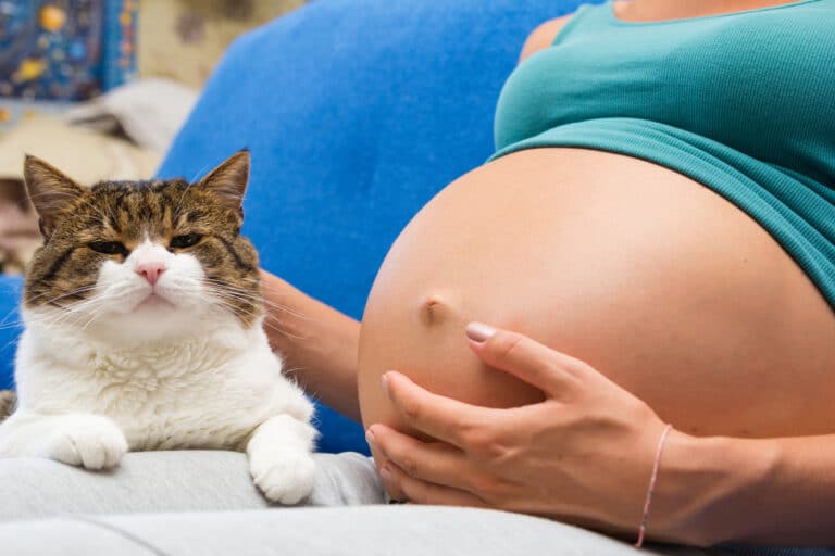 Chat et femme enceinte