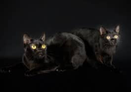 Chats bombay