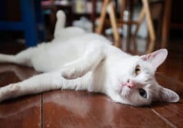 chat khao manee