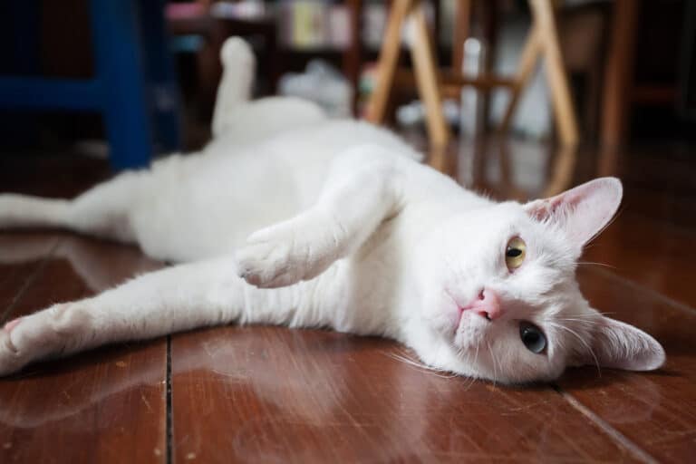 chat khao manee