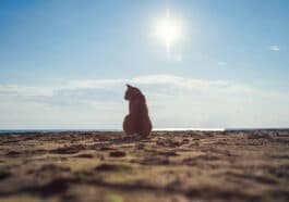chat plage