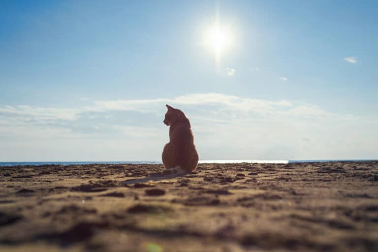 chat plage