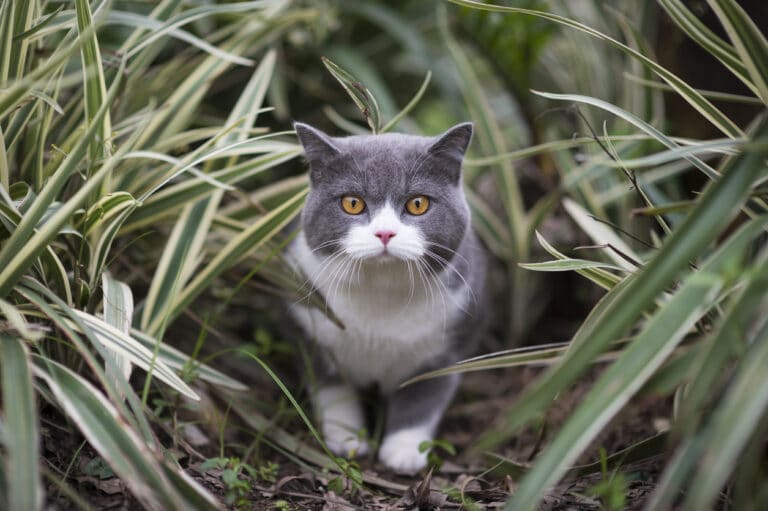 chat dehors feuilles