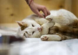 chat couché caresse