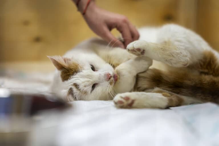 chat couché caresse