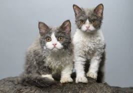 Chats selkirk rex