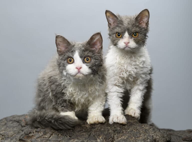 Chats selkirk rex