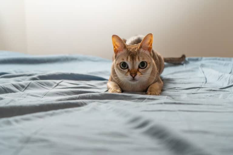 chat singapura