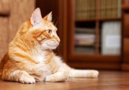 chat roux allongé
