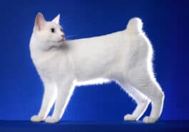 chat bobtail japonais