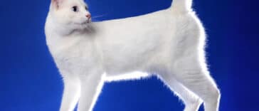 chat bobtail japonais