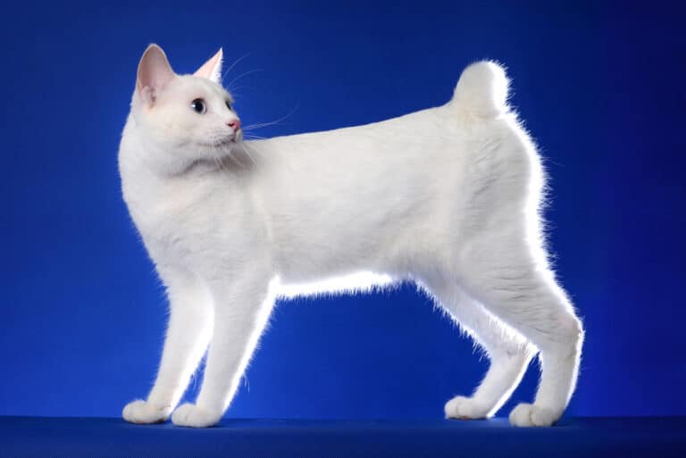 chat bobtail japonais