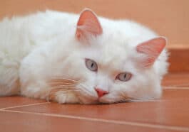 chat angora turc