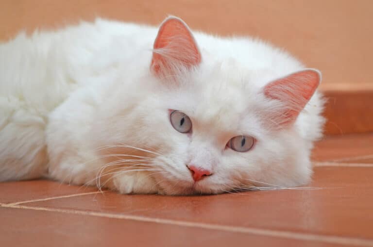 chat angora turc