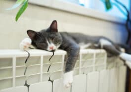 chat allongé radiateur