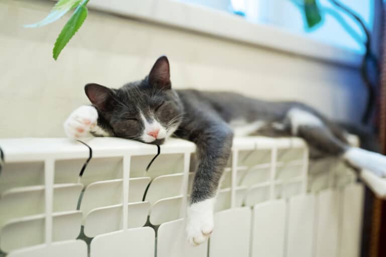 chat allongé radiateur
