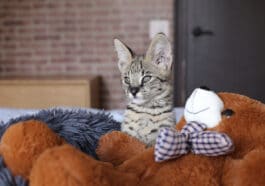 chaton savannah