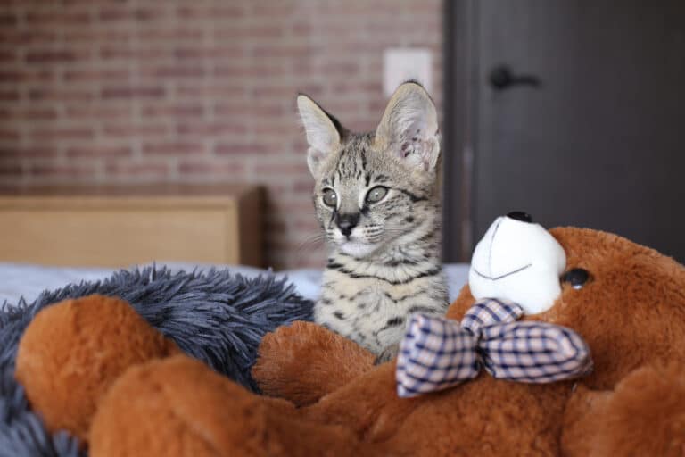 chaton savannah