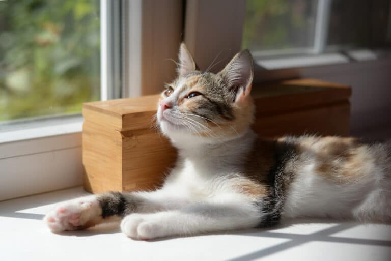 chatte