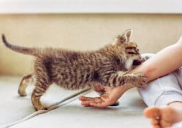 chat joue morsure griffure
