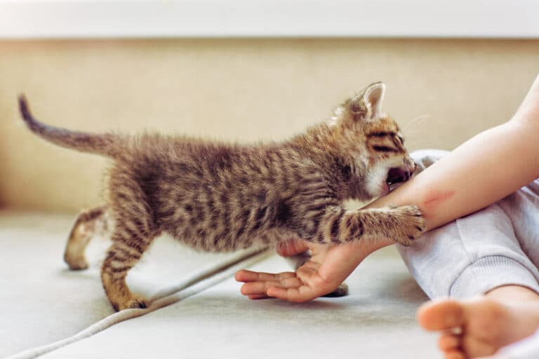 chat joue morsure griffure