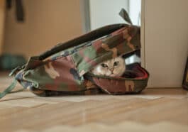 Chat dans sac à dos