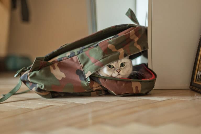 Chat dans sac à dos